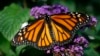 រូបឯកសារ៖ មេអំបៅ Monarch កំពុងទុំលើផ្កាមួយ។ 