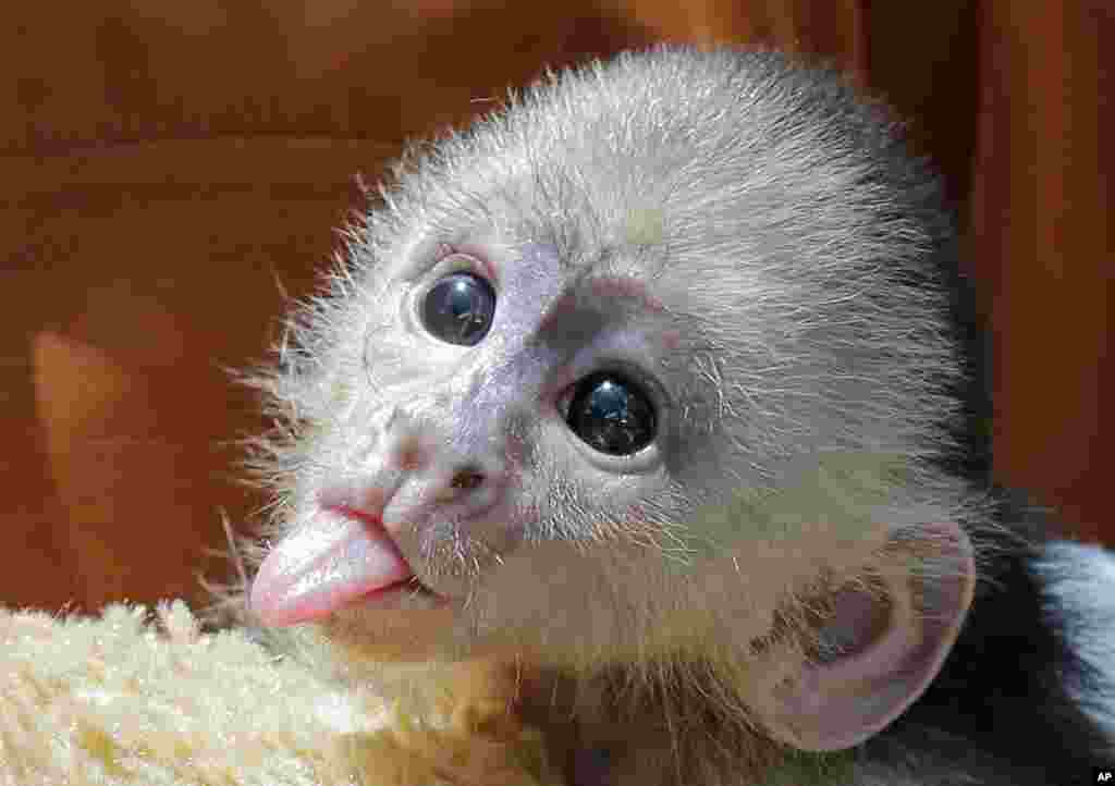 Seekor bayi kera 'capuchin' menjulurkan lidahnya di taman hiburan Jungle Island di Miami, Florida, AS.