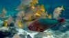 Belize Triples Protected Marine Area, Environmental Group Says