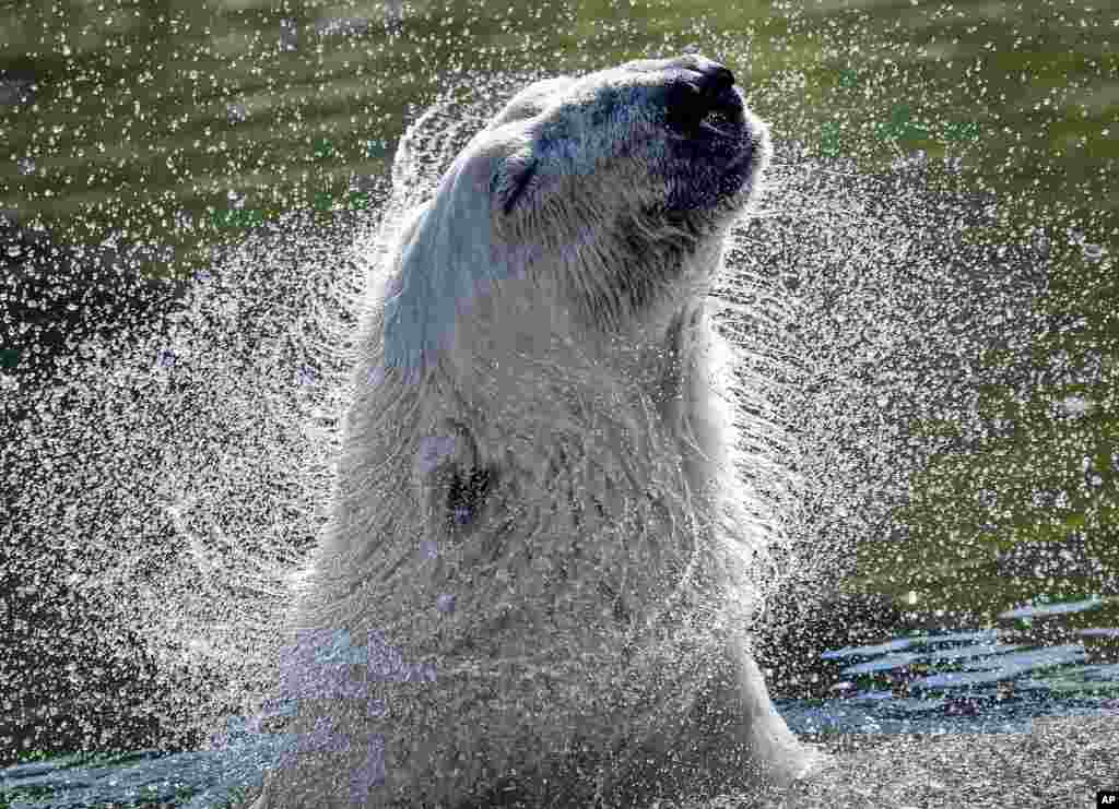 A polar bear refreshes in the water on a hot summer at the zoo in Gelsenkirchen, Germany.