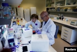 Technicians prepare vine samples for DNA extraction at the Vine and Wine Research Institute (ICVV) in Logrono, Spain, October 5, 2022. (REUTERS/Vincent West)