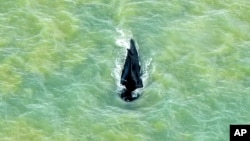 FILE - In this photo provided by Parks Australia, a humpback whale swims in the ocean in Van Diemen Gulf, Australia, Sept. 20, 2020. A whale reportedly struck a boat off Sydney on Sept. 20, 2023, killing one man and hospitalizing another.