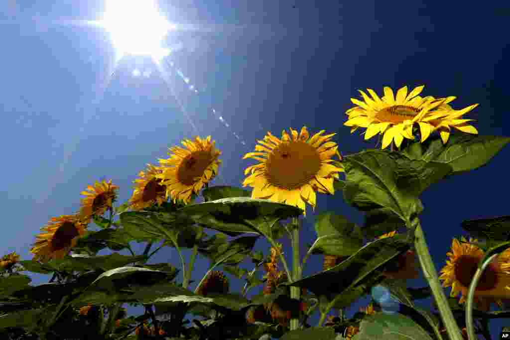 Sunflowers are seen in a field near Mamming, Germany.