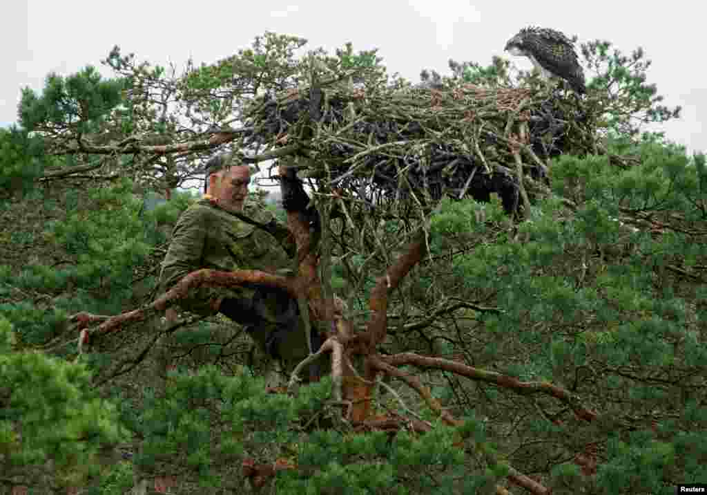 Belarusian ornithologist Vladimir Ivanovski, 73, climbs a tree to monitor a nest of osprey chicks at the Republican reserve "Koziansky" near the remote village of Kaziany.