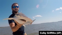 GPS For Sharks