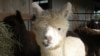 An alpaca at Sugarloaf Farm in Adamstown, Maryland. (J. Taboh/VOA)