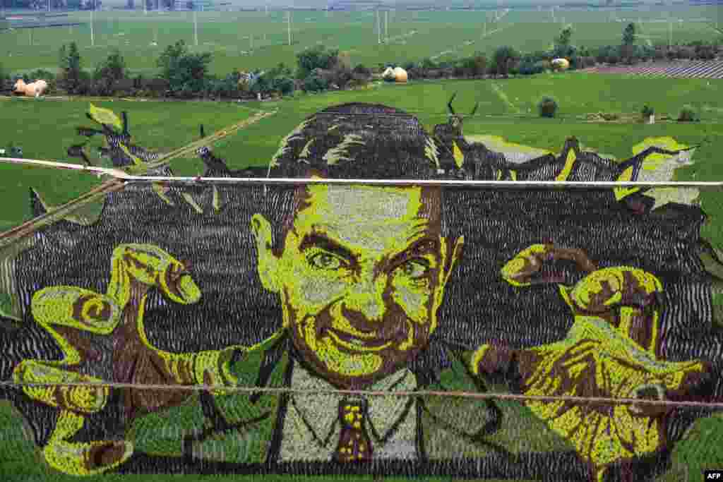 An image created using different varieties of rice is seen in a paddy in Shenyang in China's northeastern Liaoning province.
