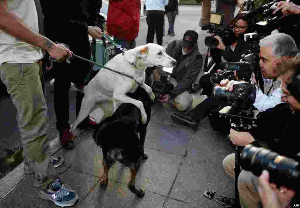 Dua anjing liar dari Sochi, Rusia, berinteraksi di depan sekelompok wartawan setelah tiba di penampungan milik Liga Penyelamatan Hewan Washington di Washington, DC, 27 Maret 2014. Liga itu bermitra dengan Humane Society International untuk membawa 10 anjing yang ditelantarkan dari Sochi selama Olimpiade Musim Dingin dan mencari rumah yang baru untuk hewan itu di Amerika Serikat. 