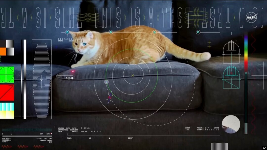This image shows a frame from a 15-second ultra-high-definition video featuring a cat named Taters which was streamed via laser from deep space by NASA on December 11, 2023. (NASA via AP)