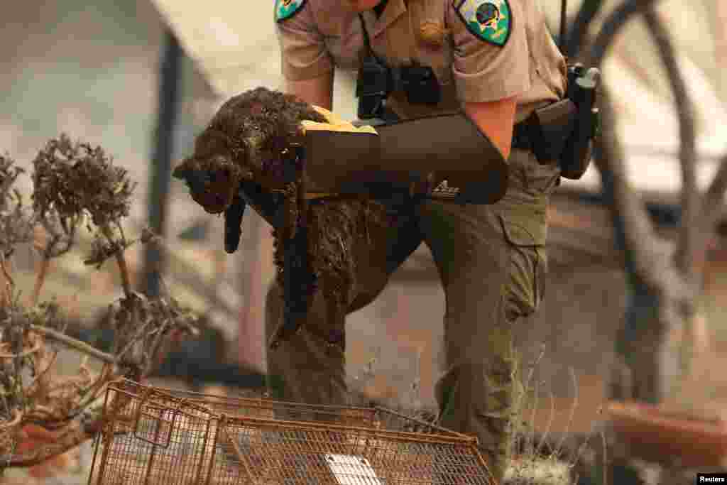 A deputy with the Napa County Sheriff's Office Animal Services Unit carries an injured cat near a property destroyed by the Glass Incident Fire in the Deer Park neighborhood in St. Helena, California, Sept. 28, 2020.