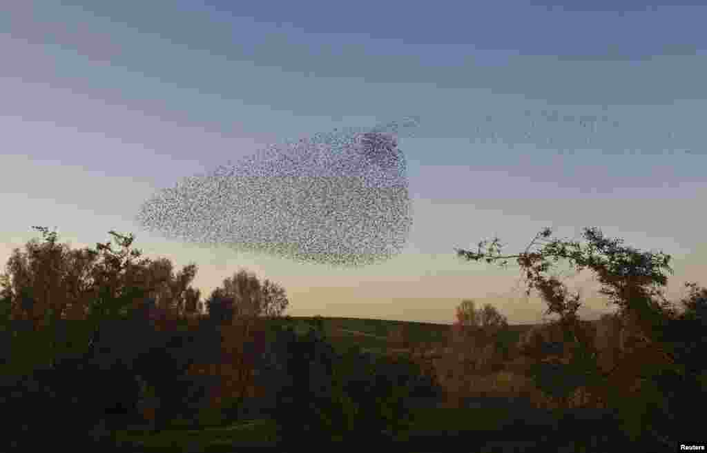 Migrating starlings fly in formation across the sky near the southern Israeli town of Rahat, Feb. 2, 2015.